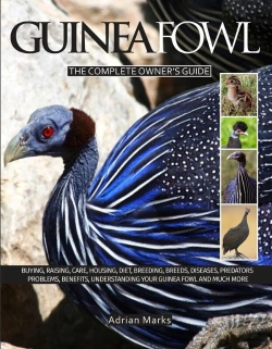Bertrand.pt - Guinea Fowl