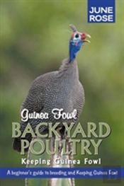 Guinea Fowl, Backyard Poultry