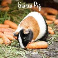 Guinea Pig 2021 Wall Calendar