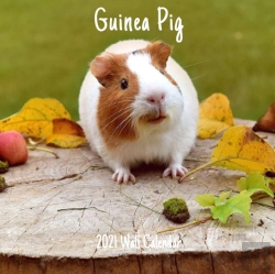 Bertrand.pt - Guinea Pig 2021 Wall Calendar