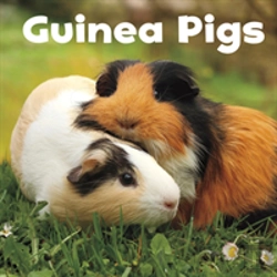 Bertrand.pt - Guinea Pigs