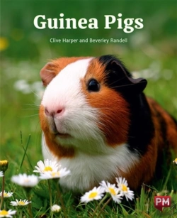 Bertrand.pt - Guinea Pigs