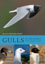 Gulls Of The World