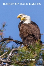 Haikus   On   Bald Eagles