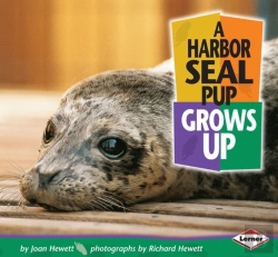 Bertrand.pt - Harbor Seal Pup Grows Up