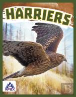 Harriers
