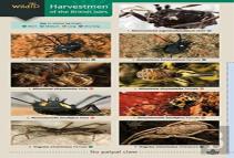 Harvestmen Of The British Isles