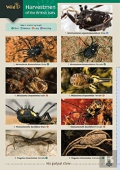 Harvestmen Of The British Isles