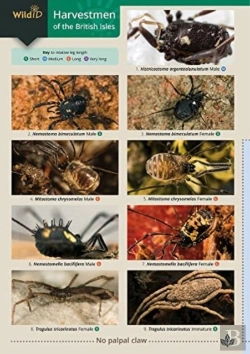 Bertrand.pt - Harvestmen Of The British Isles