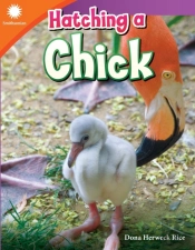 Hatching A Chick