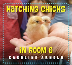 Bertrand.pt - Hatching Chicks In Room 6