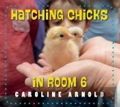 Hatching Chicks In Room 6