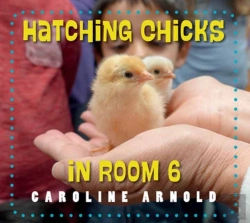 Bertrand.pt - Hatching Chicks In Room 6