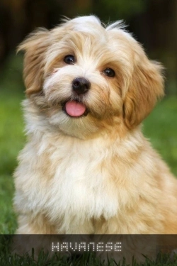 Bertrand.pt - Havanese