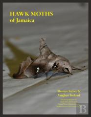 Hawk Moths Of Jamaica