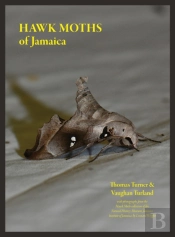 Hawk Moths Of Jamaica