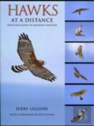Hawks At A Distance