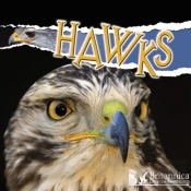 Hawks