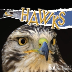 Bertrand.pt - Hawks