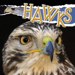 Bertrand.pt - Hawks