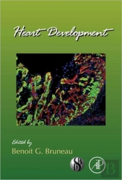 Heart Development