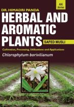 Herbal And Aromatic Plants - 44. Chlorophytum Borivilianum (Safed Musli)