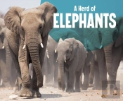 Herd Of Elephants A