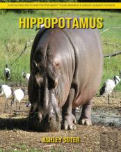 Hippopotamus