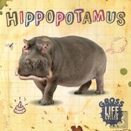 Hippopotamus