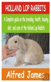 Holland Lop Rabbits