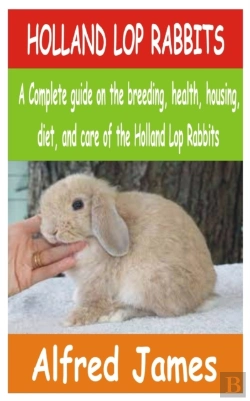 Bertrand.pt - Holland Lop Rabbits