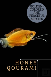 Honey Gourami