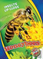 Honeybees