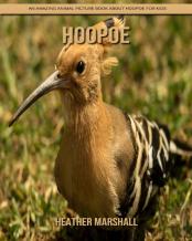 Hoopoe
