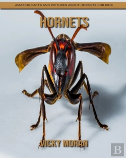 Bertrand.pt - Hornets