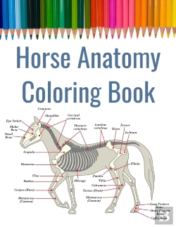 Bertrand.pt - Horse Anatomy Coloring Book