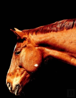 Bertrand.pt - Horses