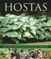 Hostas