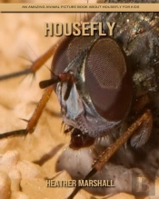 Housefly