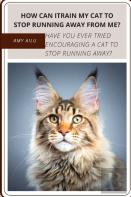 How Can Itrain My Cat TãÂ¾ Stop Running Away From Me?