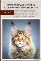 How Can Itrain My Cat TãÂ¾ Stop Running Away From Me?