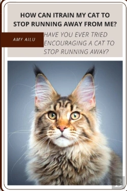 Bertrand.pt - How Can Itrain My Cat TãÂ¾ Stop Running Away From Me?