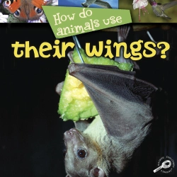 Bertrand.pt - How Do Animals Use... Their Wings?