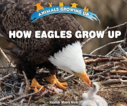 Bertrand.pt - How Eagles Grow Up