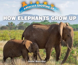 Bertrand.pt - How Elephants Grow Up