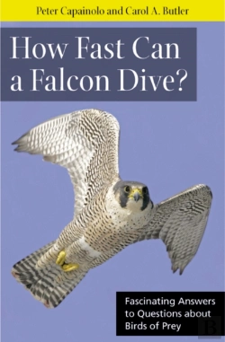 Bertrand.pt - How Fast Can A Falcon Dive?