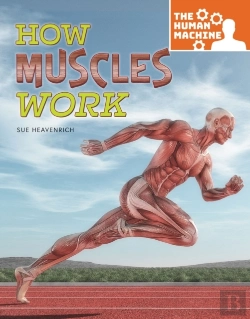 Bertrand.pt - How Muscles Work