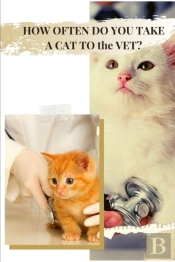 How Often Do You Take A Cat To Thе Vet?