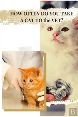 Bertrand.pt - How Often Do You Take A Cat To Thе Vet?