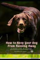How TãÂ¾ Keep Your Dog From Running Away